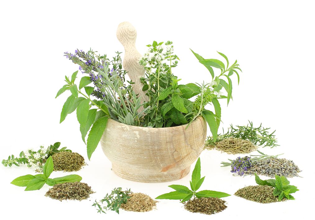 Plant extracts used in the composition of the product