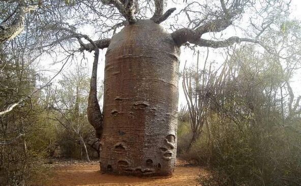 a thick trunk as an imitation of an increase in the thickness of the penis